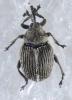 Ceutorhynchus sp.